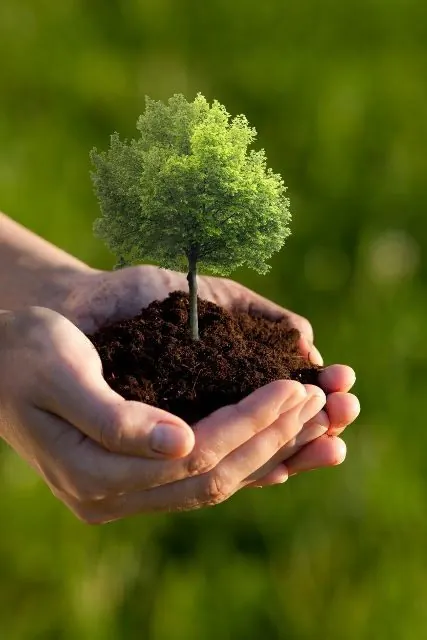 Hands holding a young tree in soil