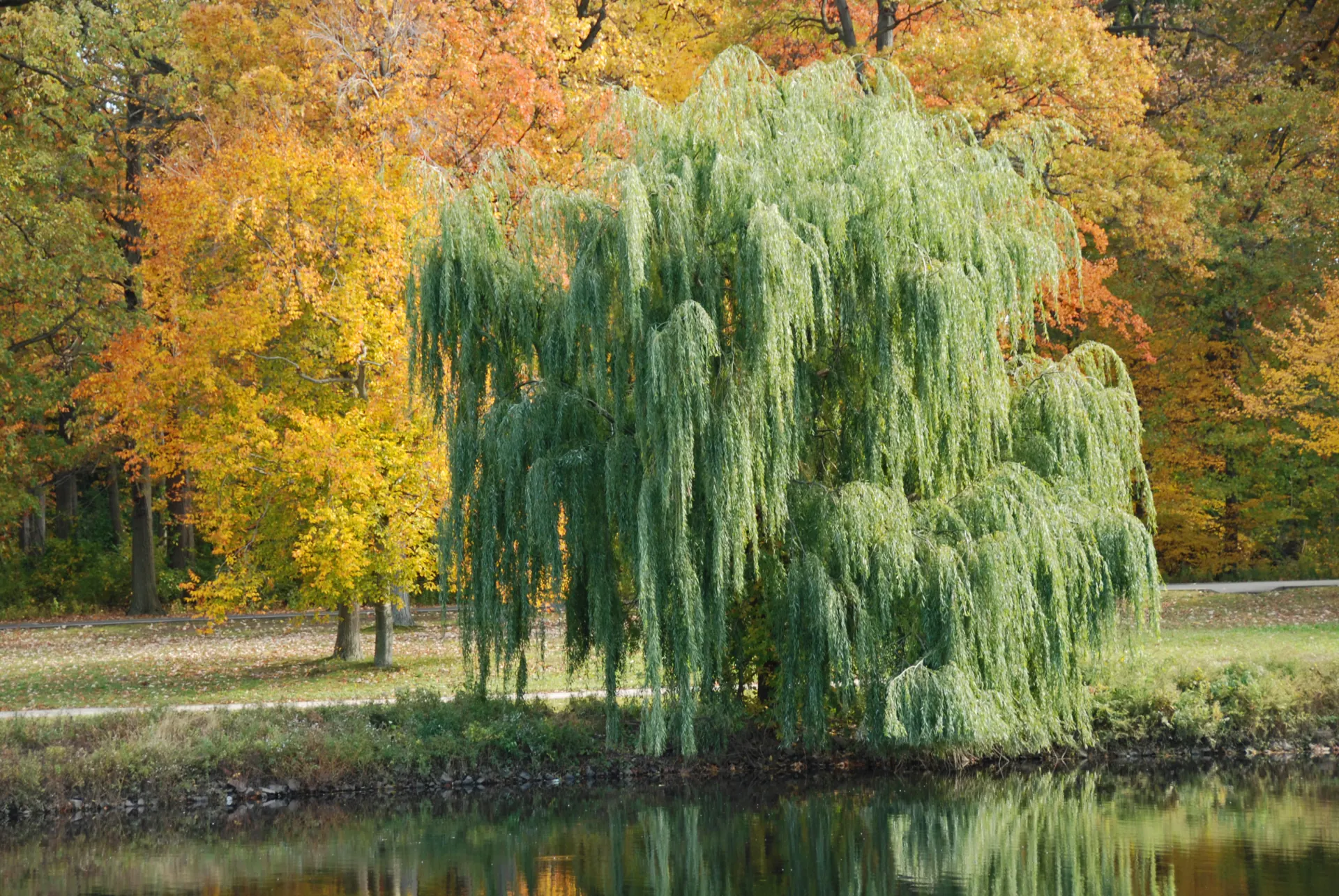 A willow tree